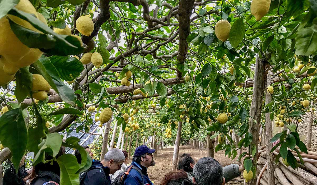 Day 5 | Lemon Groves excursion and lunch on the beach