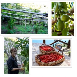 B&B Amalfi farmhouse sea view