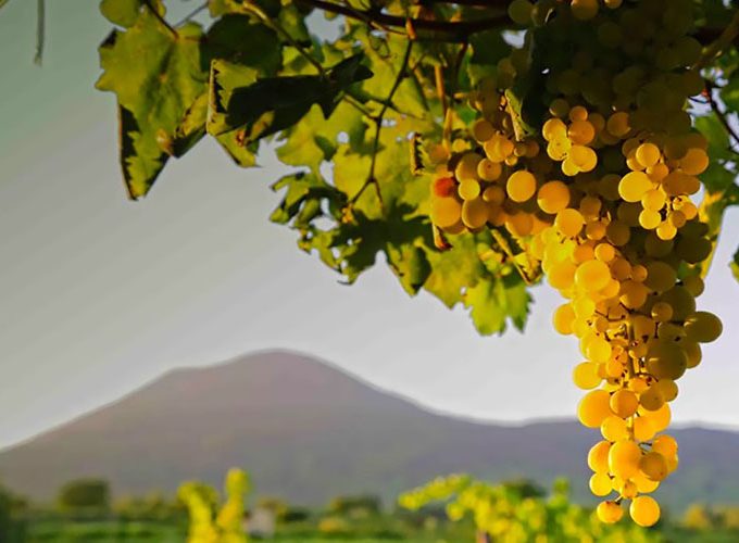 Cultura e Vini Vulcanici all’Ombra del Vesuvio – 5 Giorni